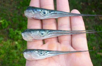 Една седмица в Странджа планина