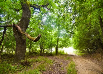[Част Седма] Многоликата Странджа – планина на стихии, трудности и много мистерии (с. Граматиково – с. Кости)